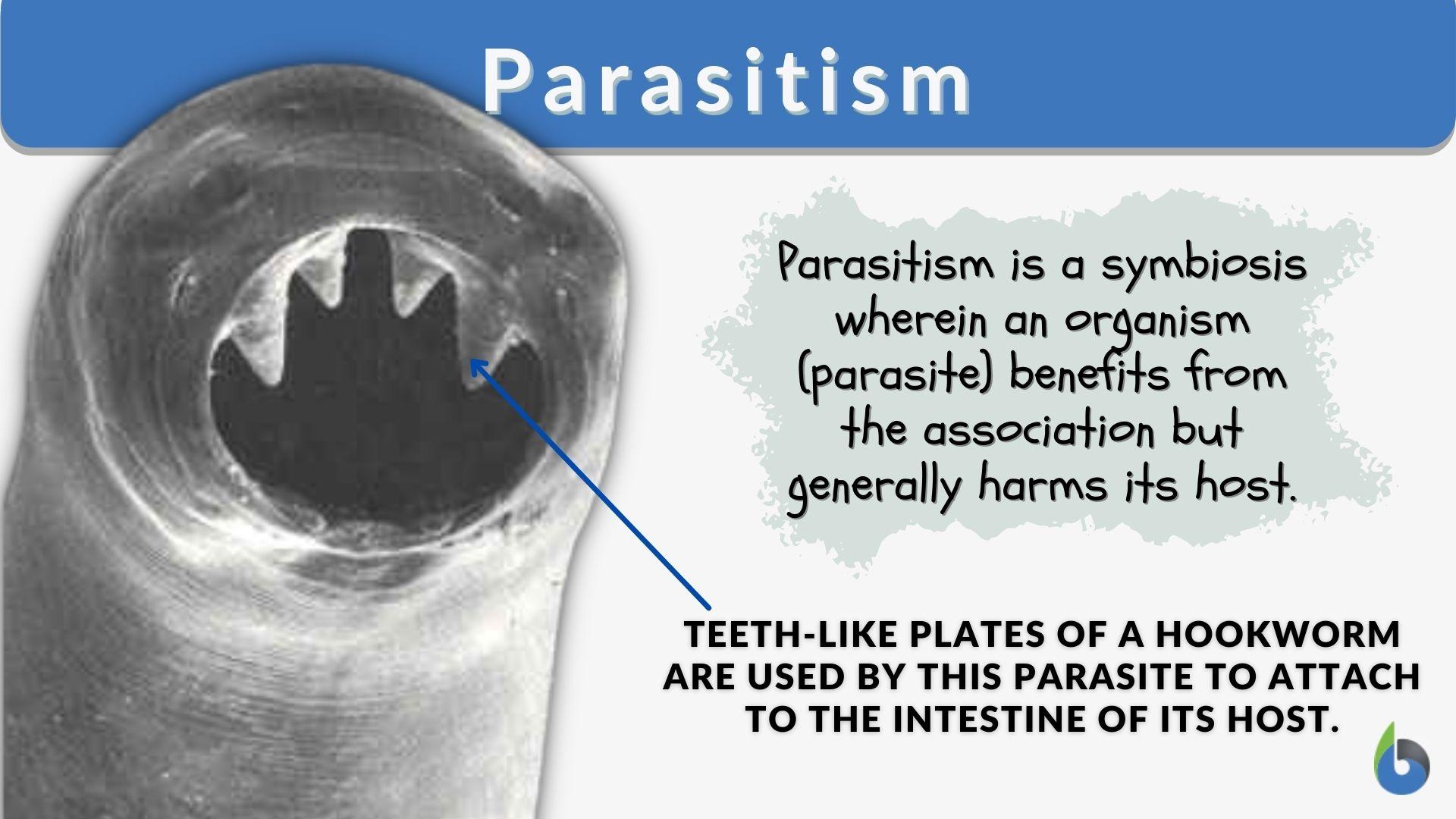 parasitism-definition-and-examples-biology-online-dictionary