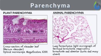 parenchyma cells for kids