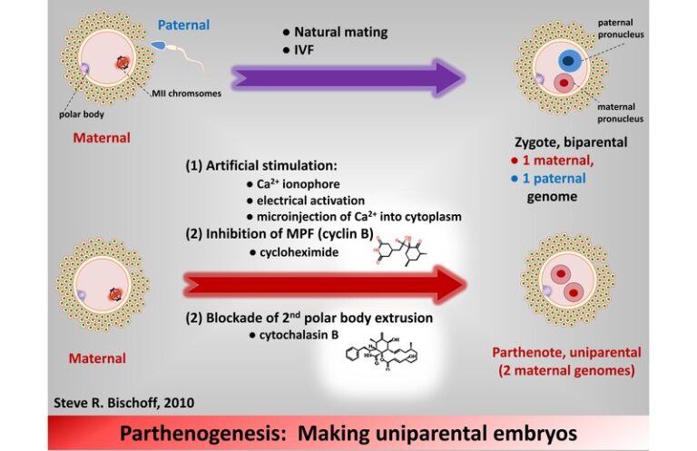 Parthenogenesis Definition And Examples Biology Online Dictionary 2184