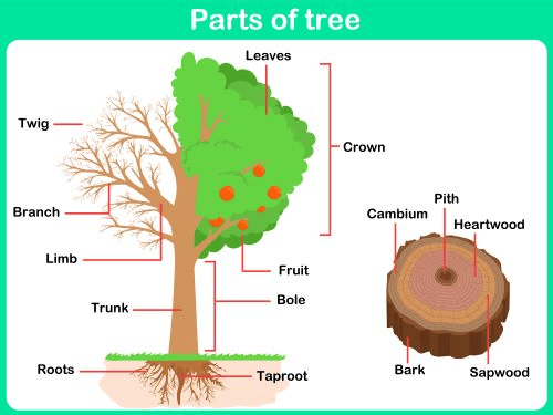 General Tree Definitions and Terminology