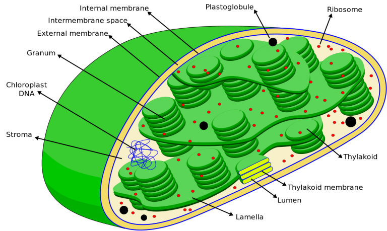 Chloroplast - Definition and Examples - Biology Online Dictionary