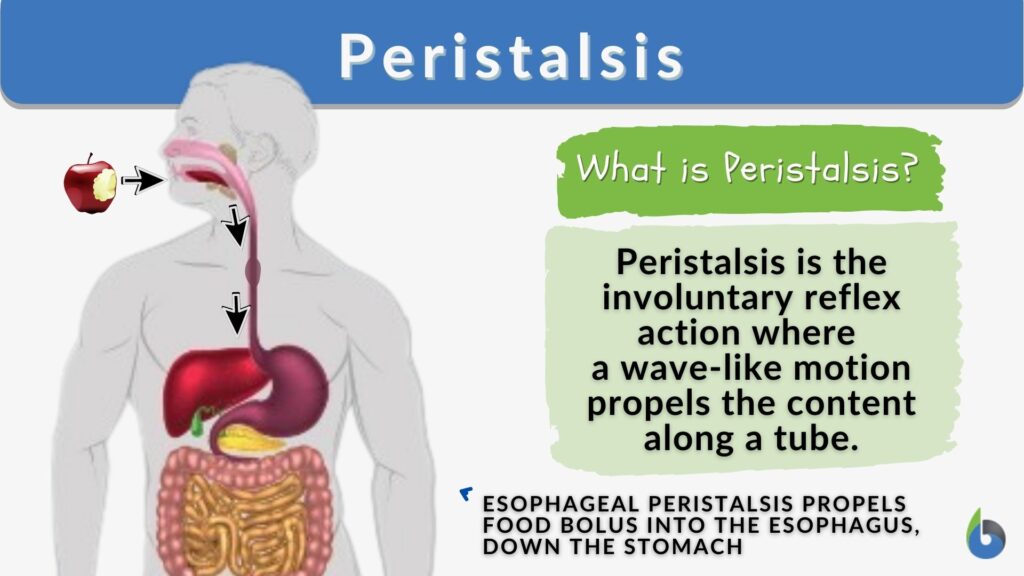 peristalsis-definition-and-examples-biology-online-dictionary