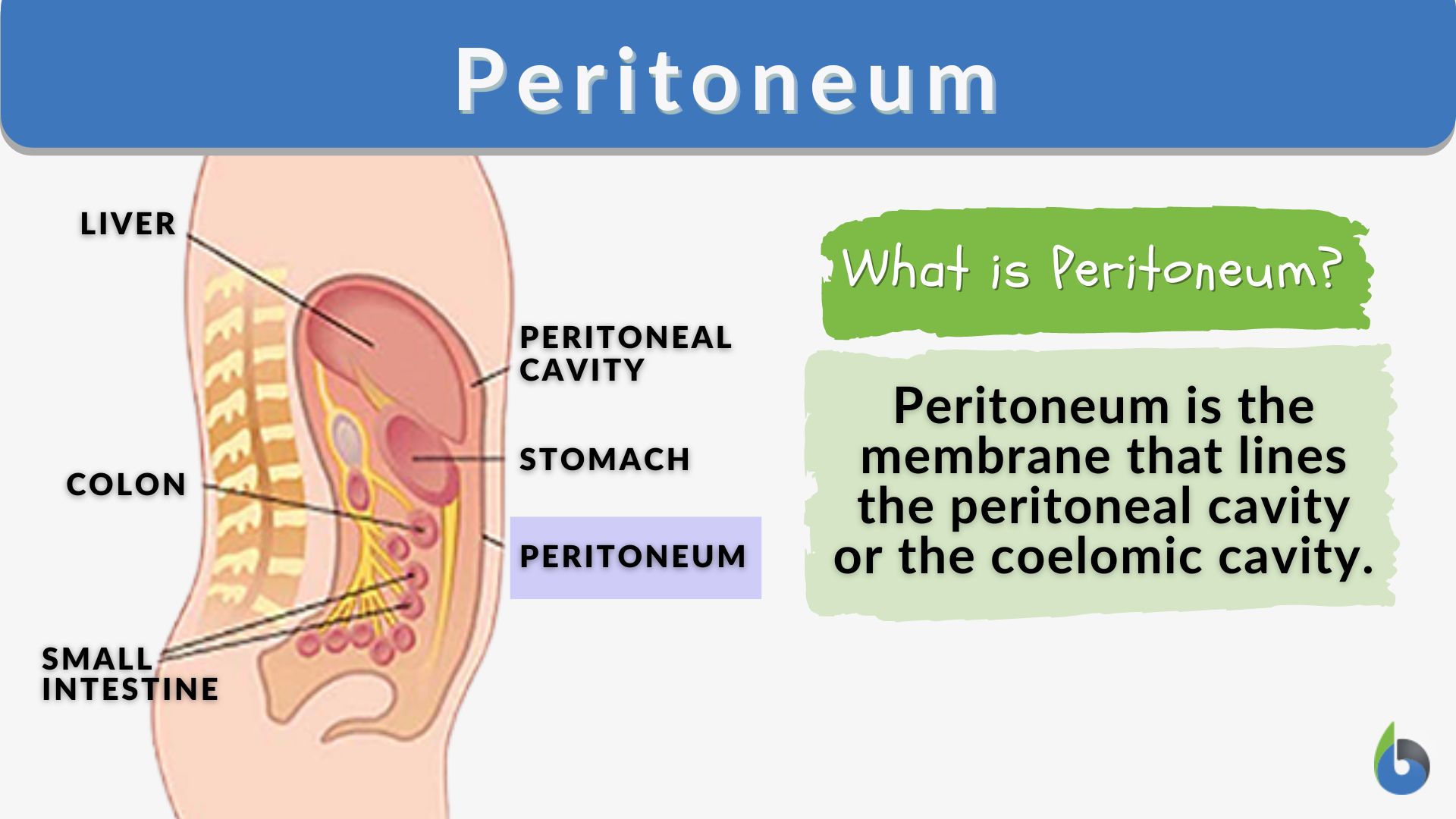 Abdomen and pelvis: structure and function