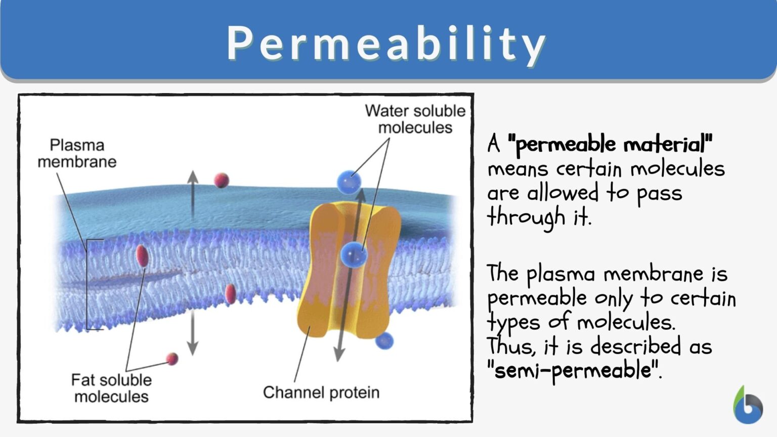 Permeability Definition And Examples Biology Online Dictionary 4698