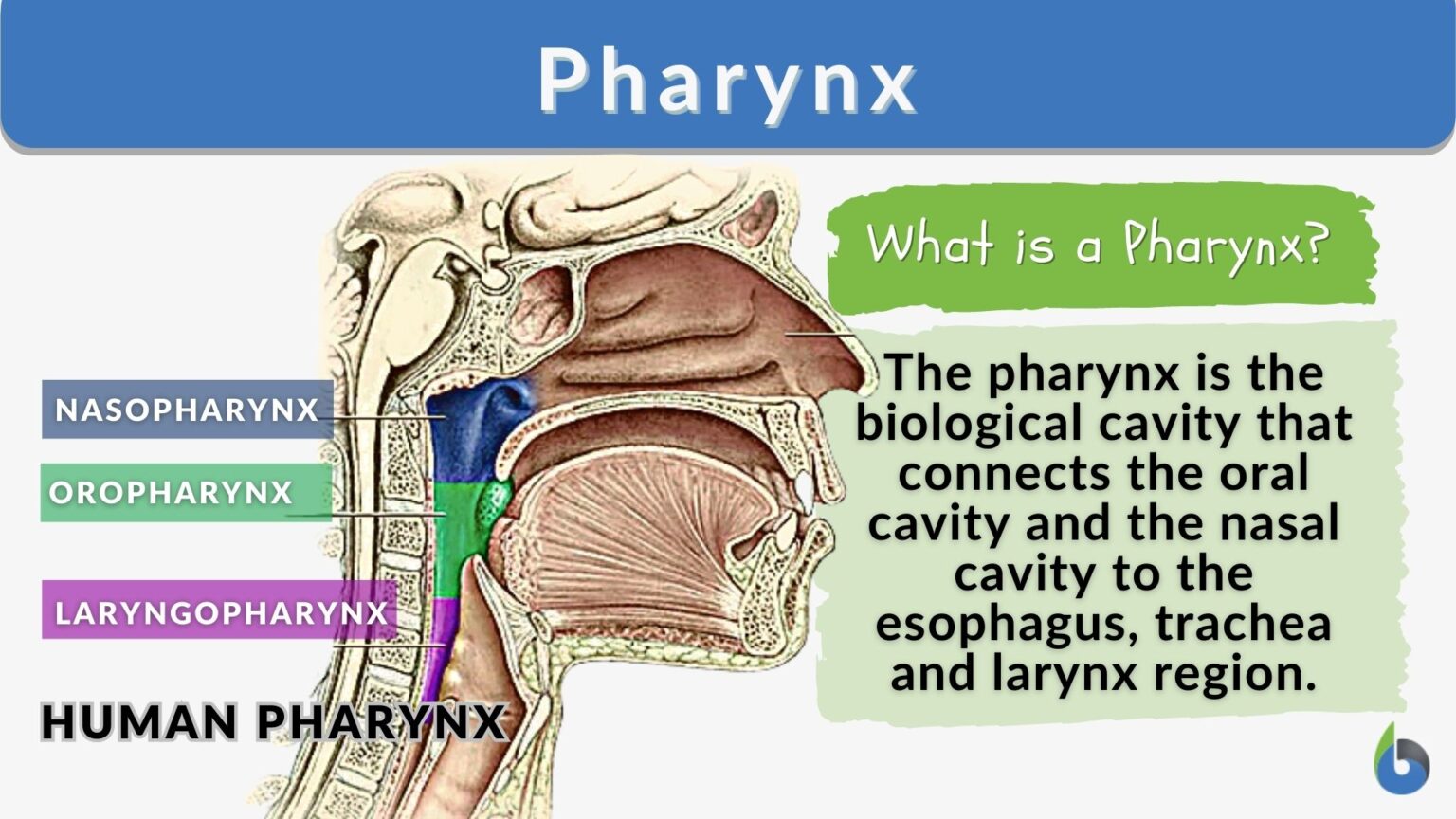 Pharynx Definition and Examples - Biology Online Dictionary