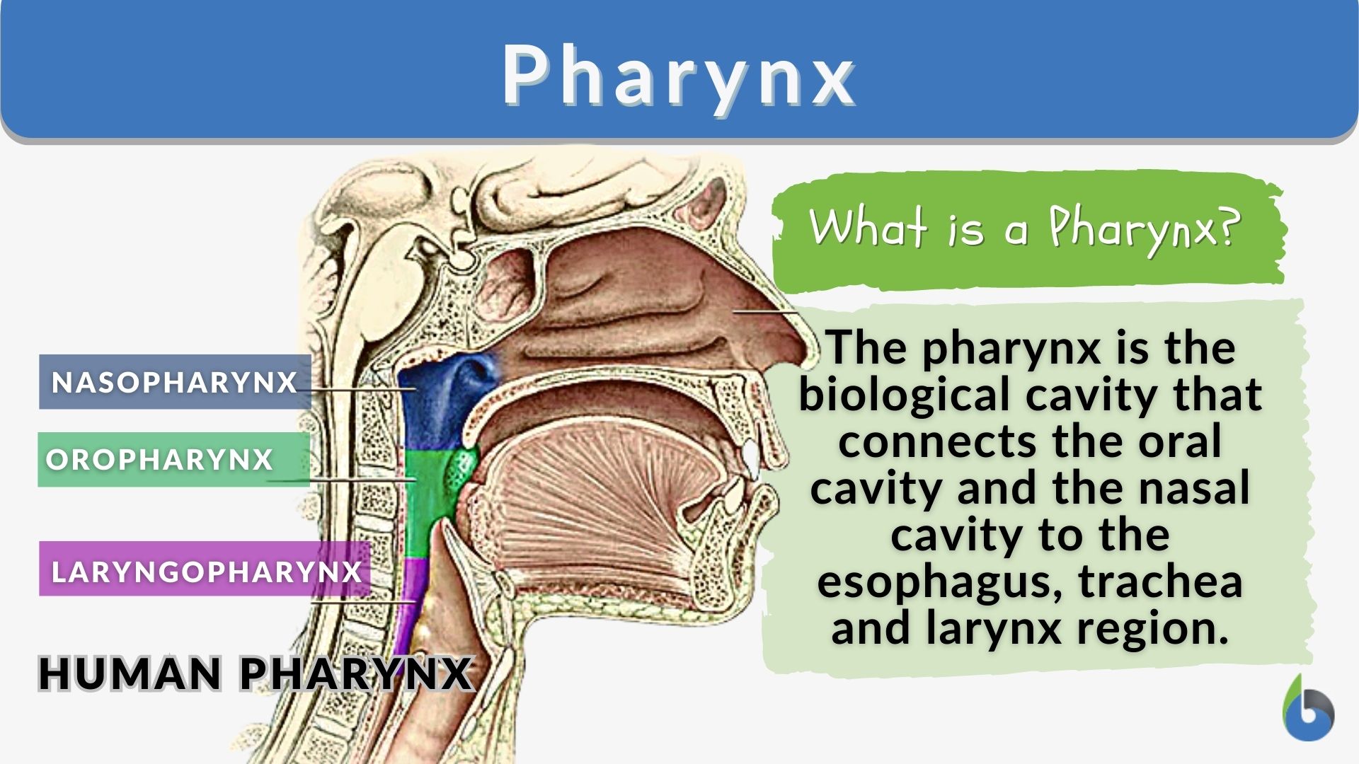 Pharynx Definition And Examples Biology Online Dictionary