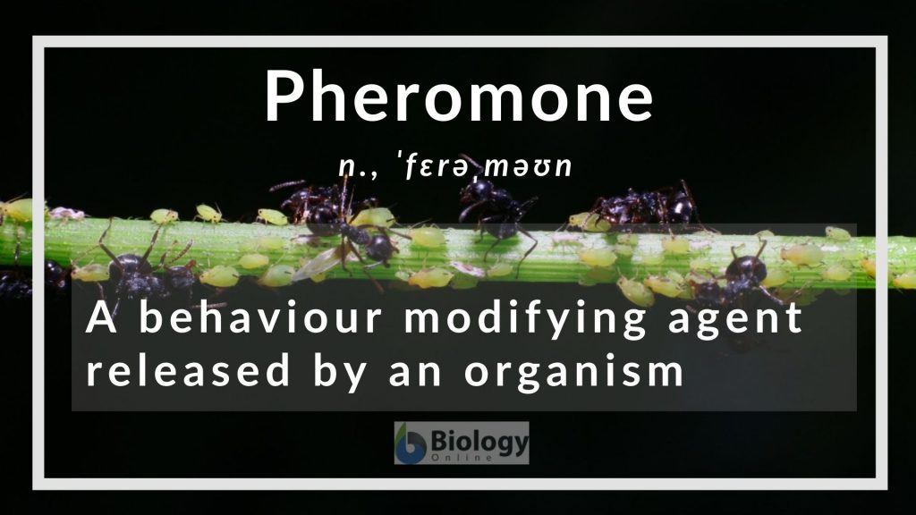 pheromone-definition-and-examples-biology-online-dictionary