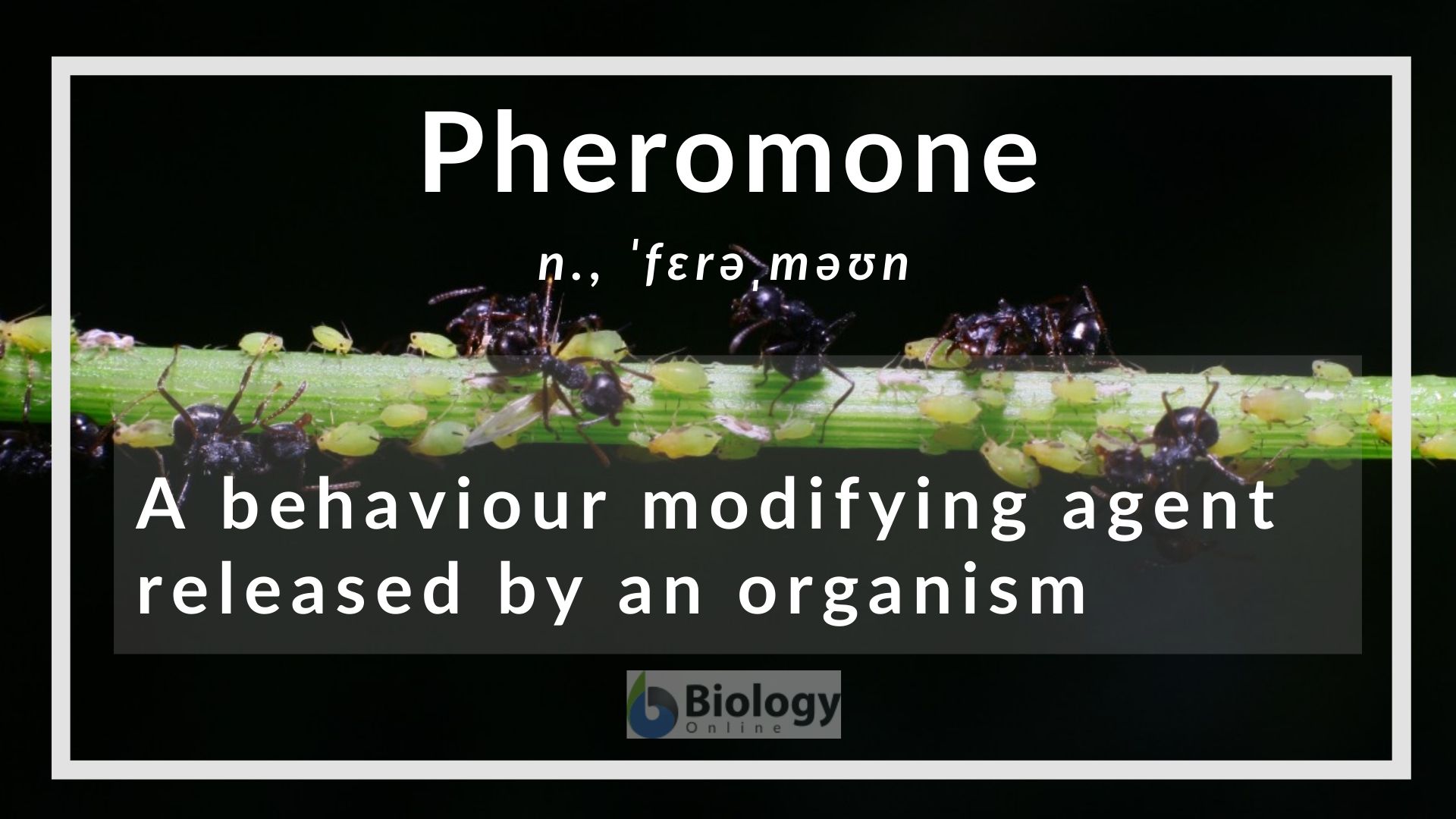 Pheromone Definition and Examples - Biology Online Dictionary