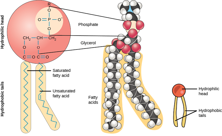 Phospholipid Definition and Examples Biology Online Dictionary