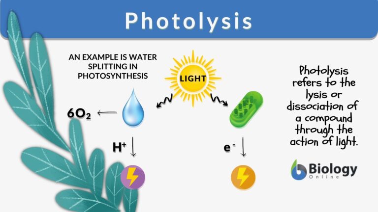 photolysis-definition-and-examples-biology-online-dictionary