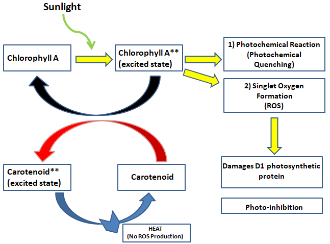 photoprotection mechanism of carotenoids