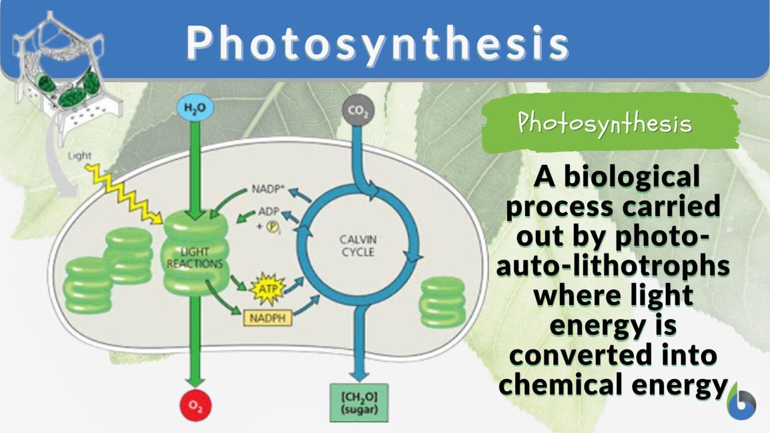 photosynthesis-definition-and-examples-biology-online-dictionary