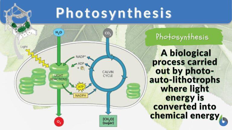 biosynthesis-definition-and-examples-biology-online-dictionary