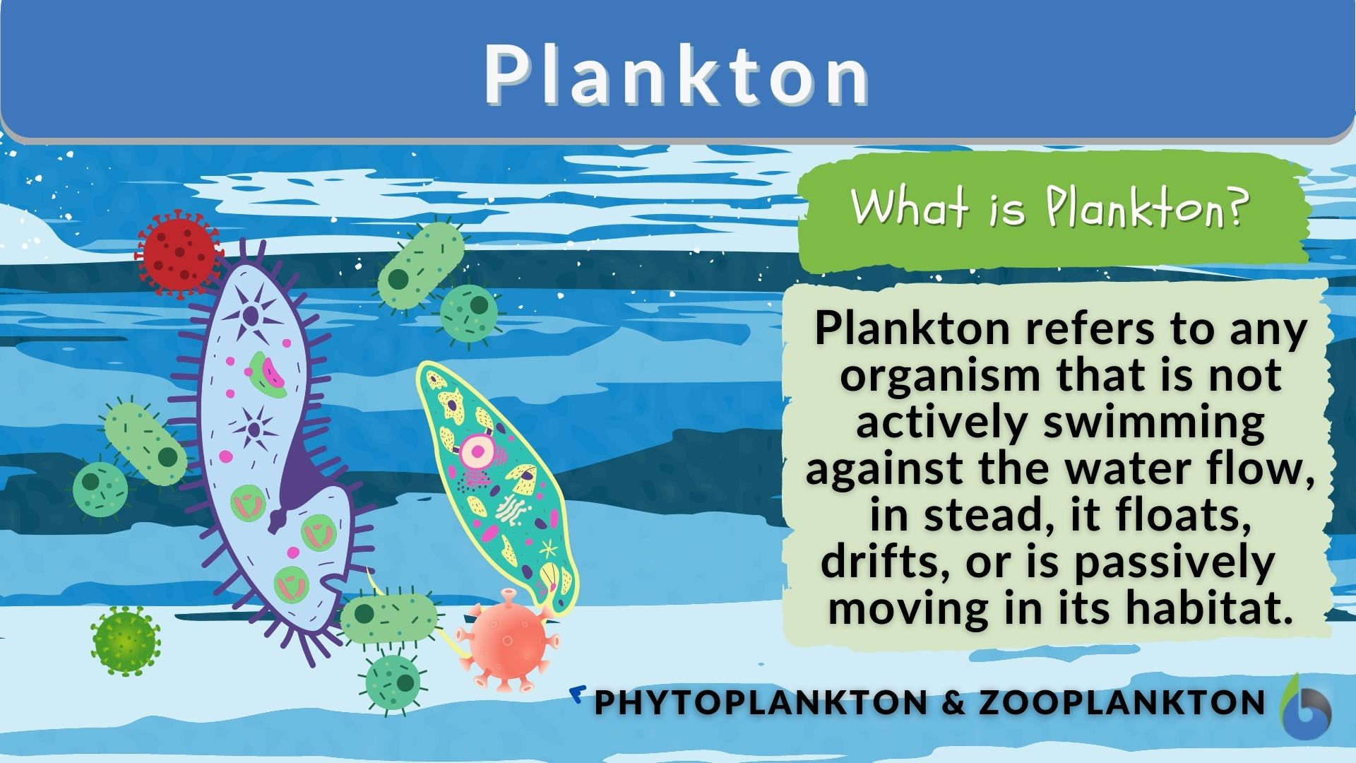 phytoplankton vs zooplankton
