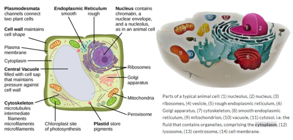 Cytoplasm - Definition and Examples - Biology Online Dictionary