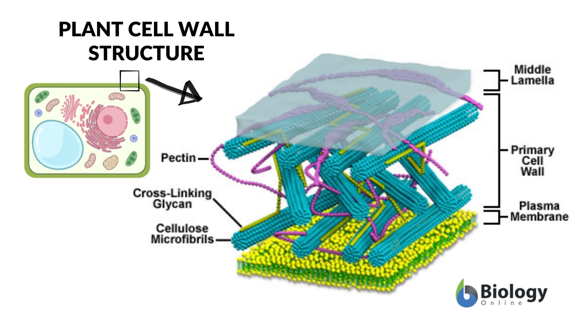 research on plant cell wall
