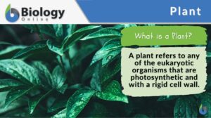 plant definition and example