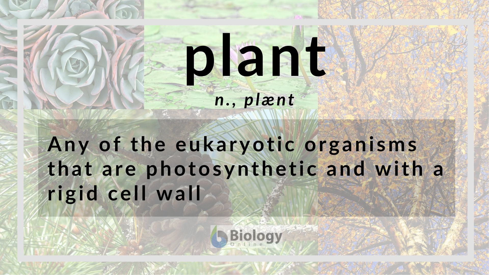 Plant Definition And Examples Biology Online Dictionary