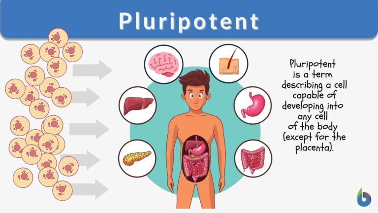 pluripotent-definition-and-examples-biology-online-dictionary