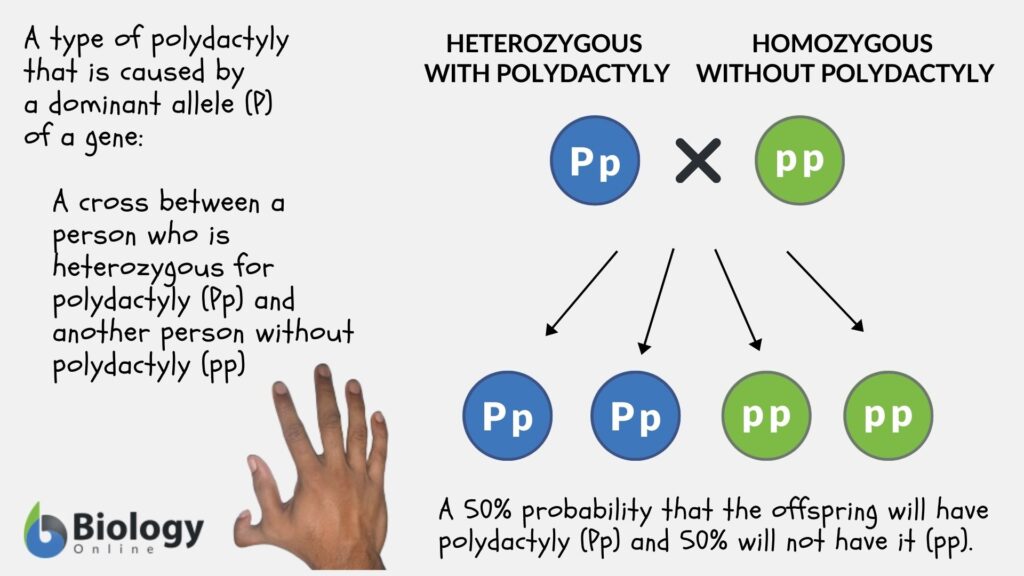 Dominant Definition And Examples Biology Online Dictionary 