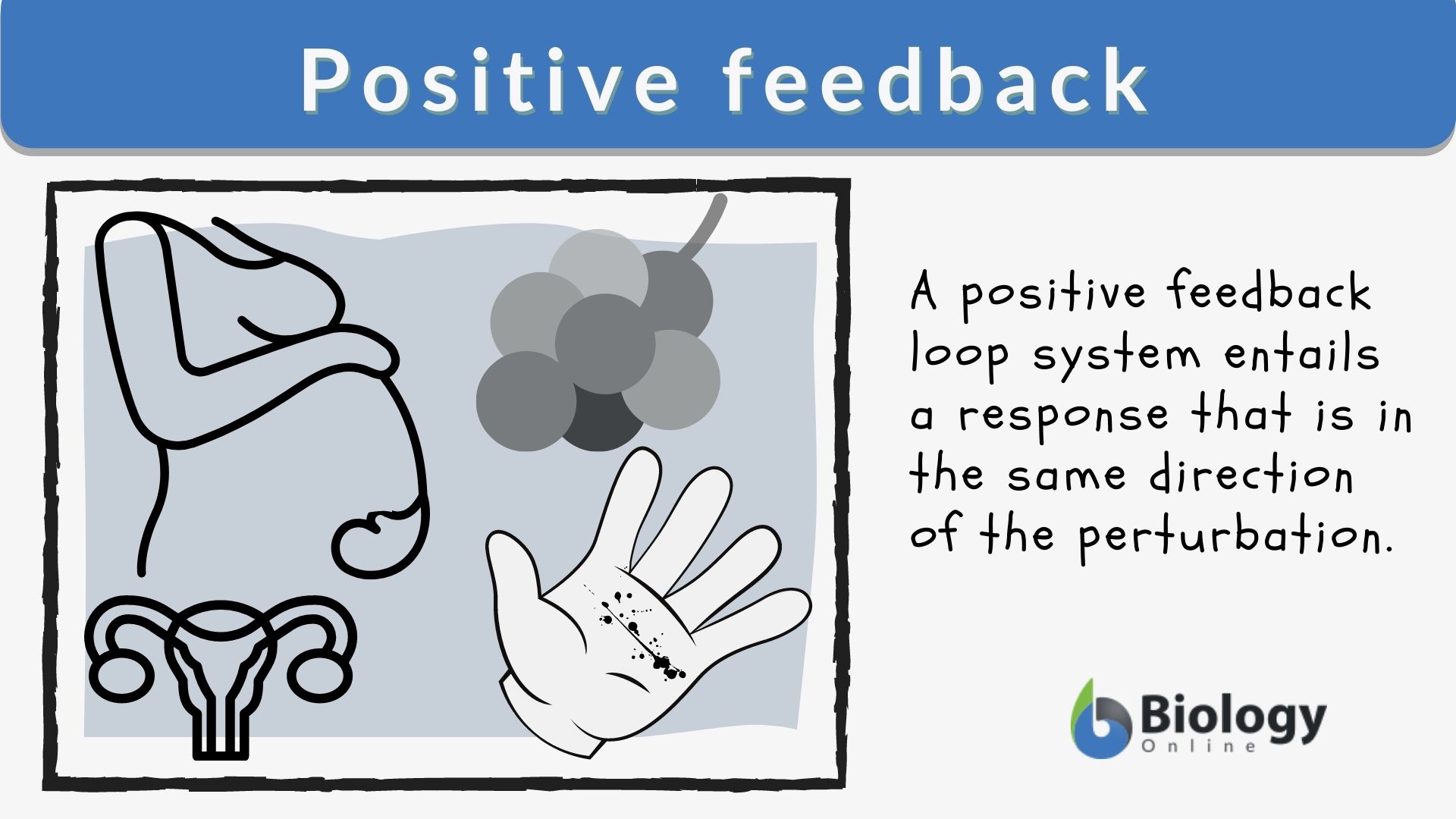 Positive Feedback Definition And Examples Biology Online Dictionary