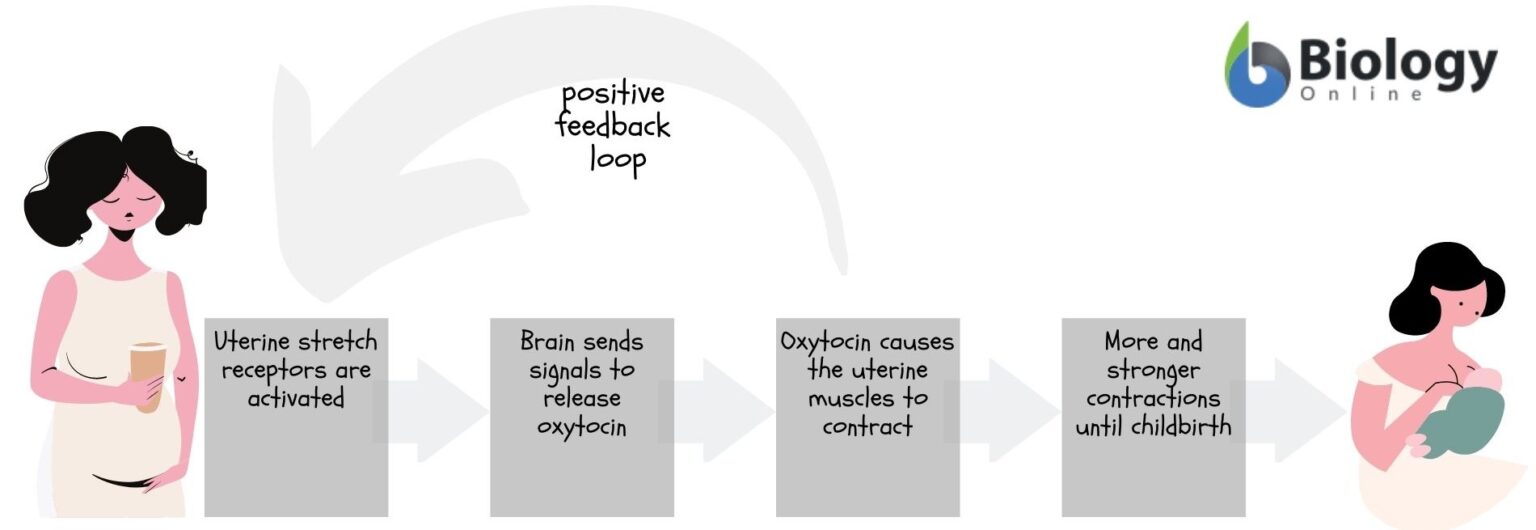 What Are Positive Feedback Loops In Biology