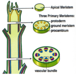 Pith - Definition and Examples - Biology Online Dictionary