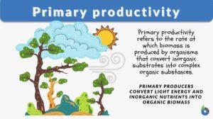 primary productivity definition and example