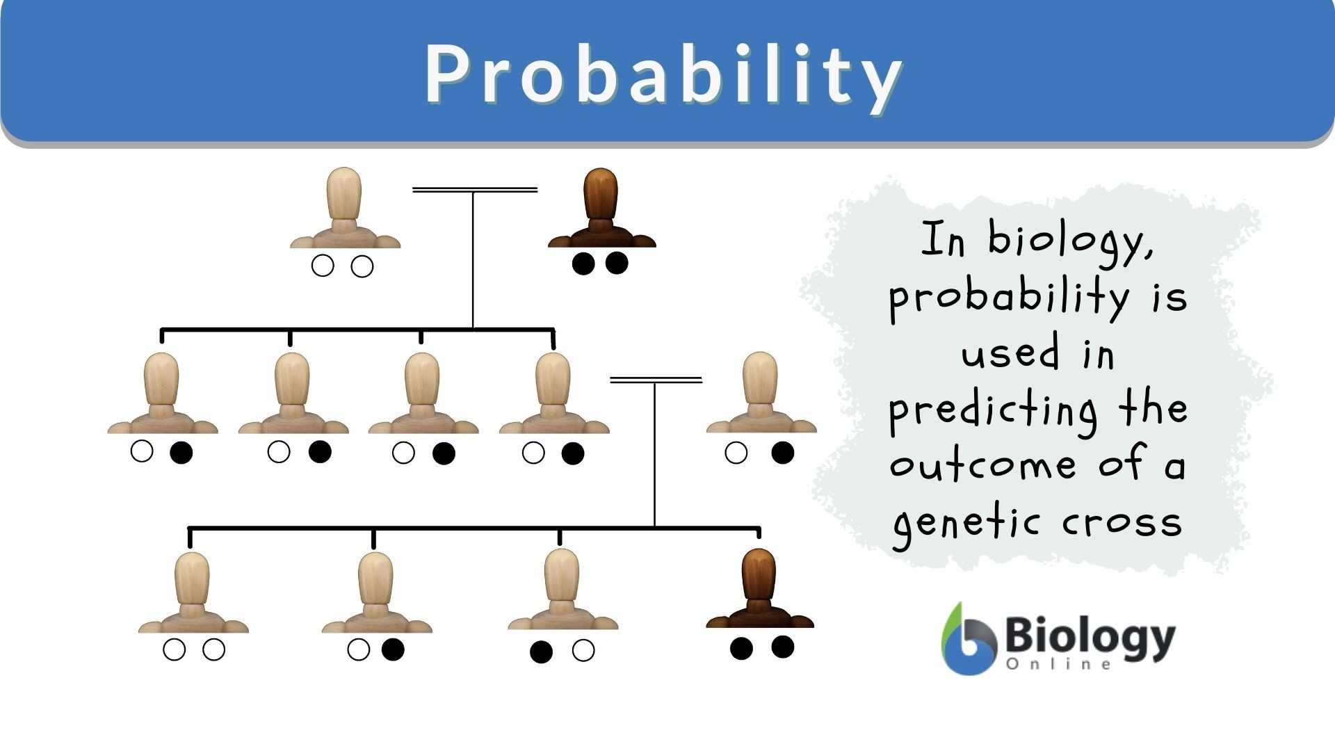 Probability Definition And Examples Biology Online Dictionary