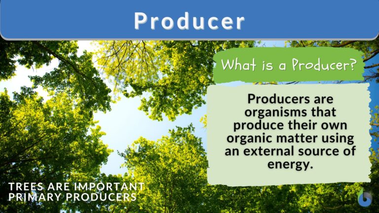 producer-definition-and-examples-biology-online-dictionary