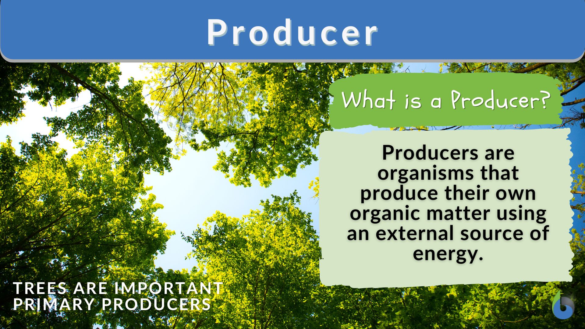 Producer - Definition and Examples - Biology Online Dictionary