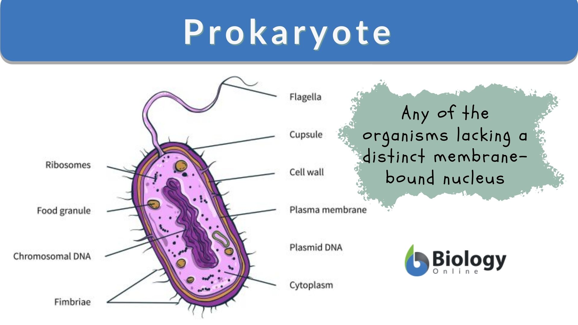 Prokaryote Definition and Examples - Biology Online Dictionary