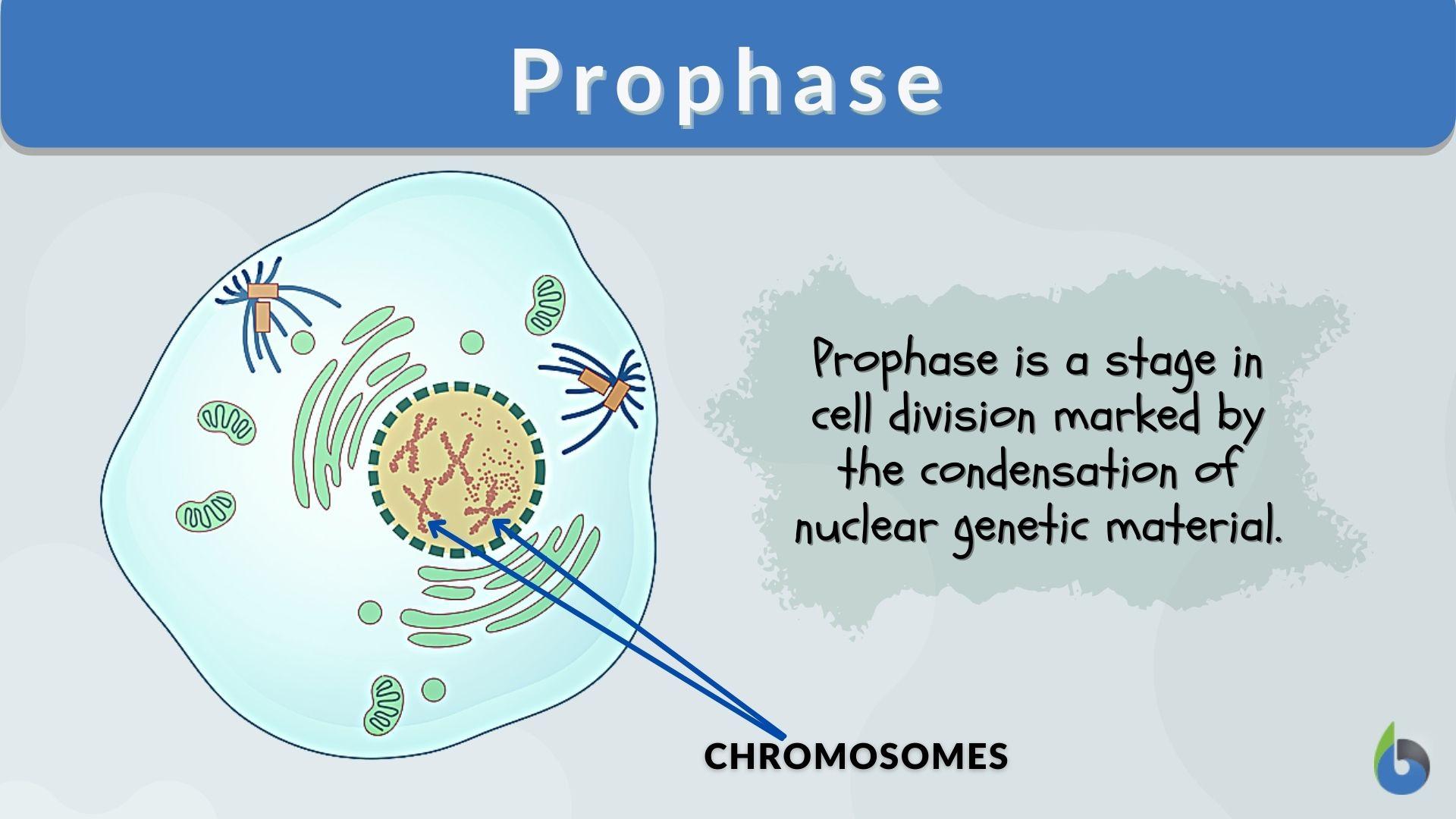 Prophase Definition And Examples Biology Online Dictionary