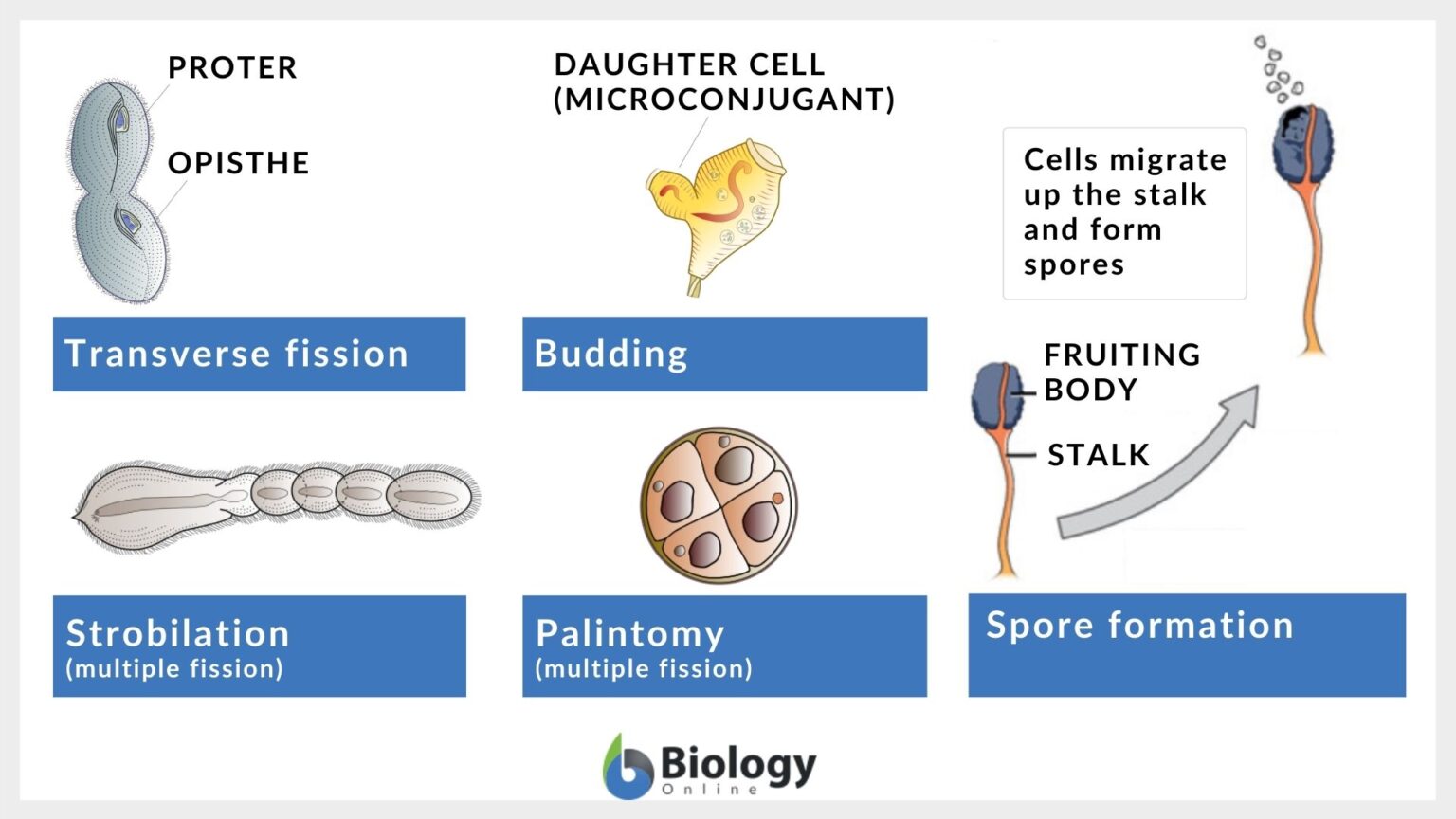 Protist - Definition And Examples - Biology Online Dictionary