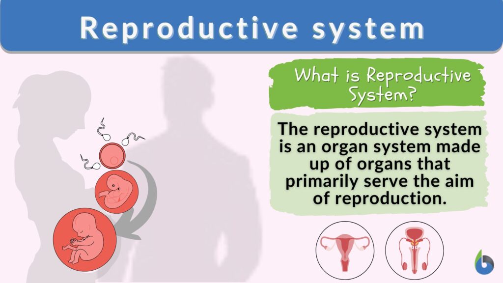 reproductive-system-definition-and-examples-biology-online-dictionary