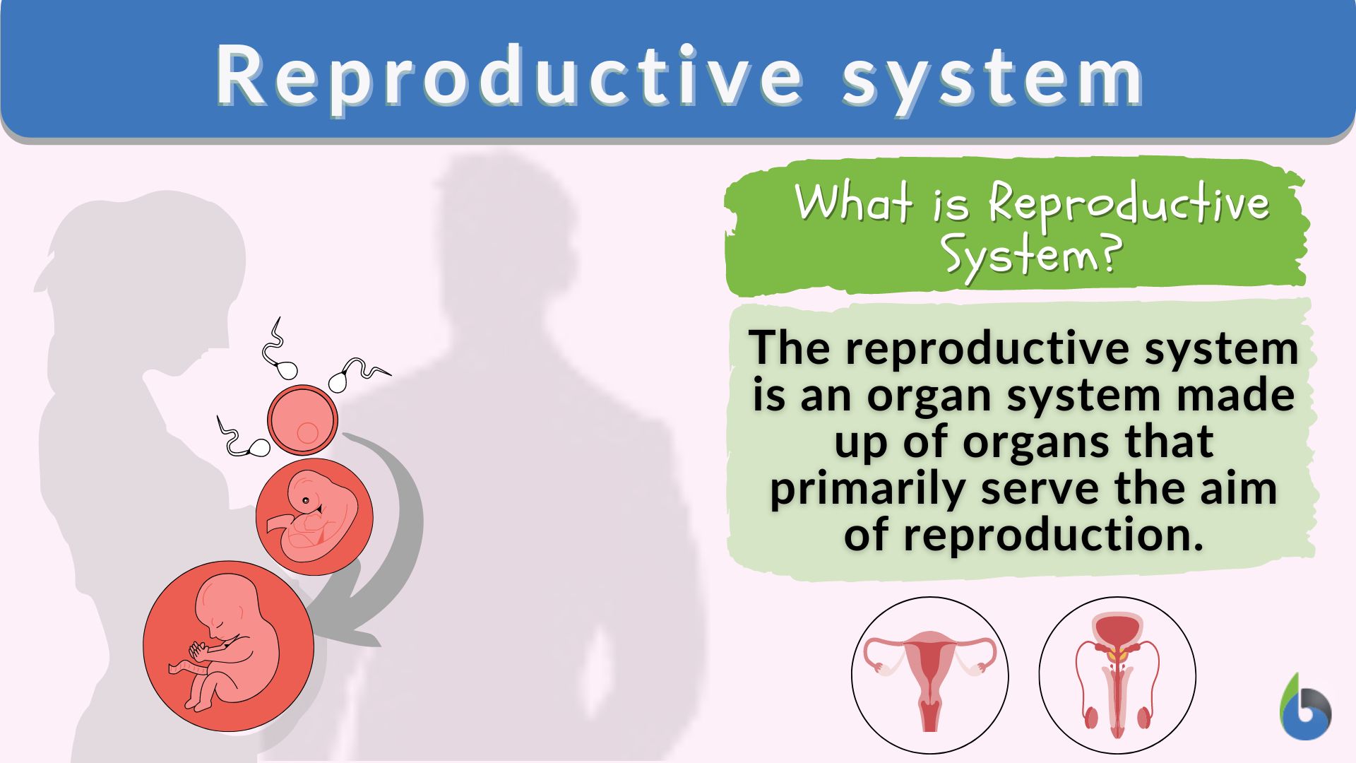 Human reproductive system, Definition, Diagram & Facts
