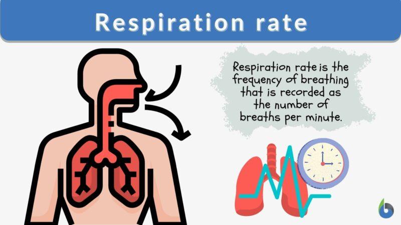 Respiration rate Definition and Examples - Biology Online Dictionary