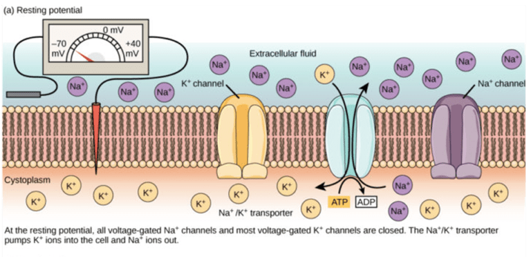 resting-potential-definition-and-examples-biology-online-dictionary