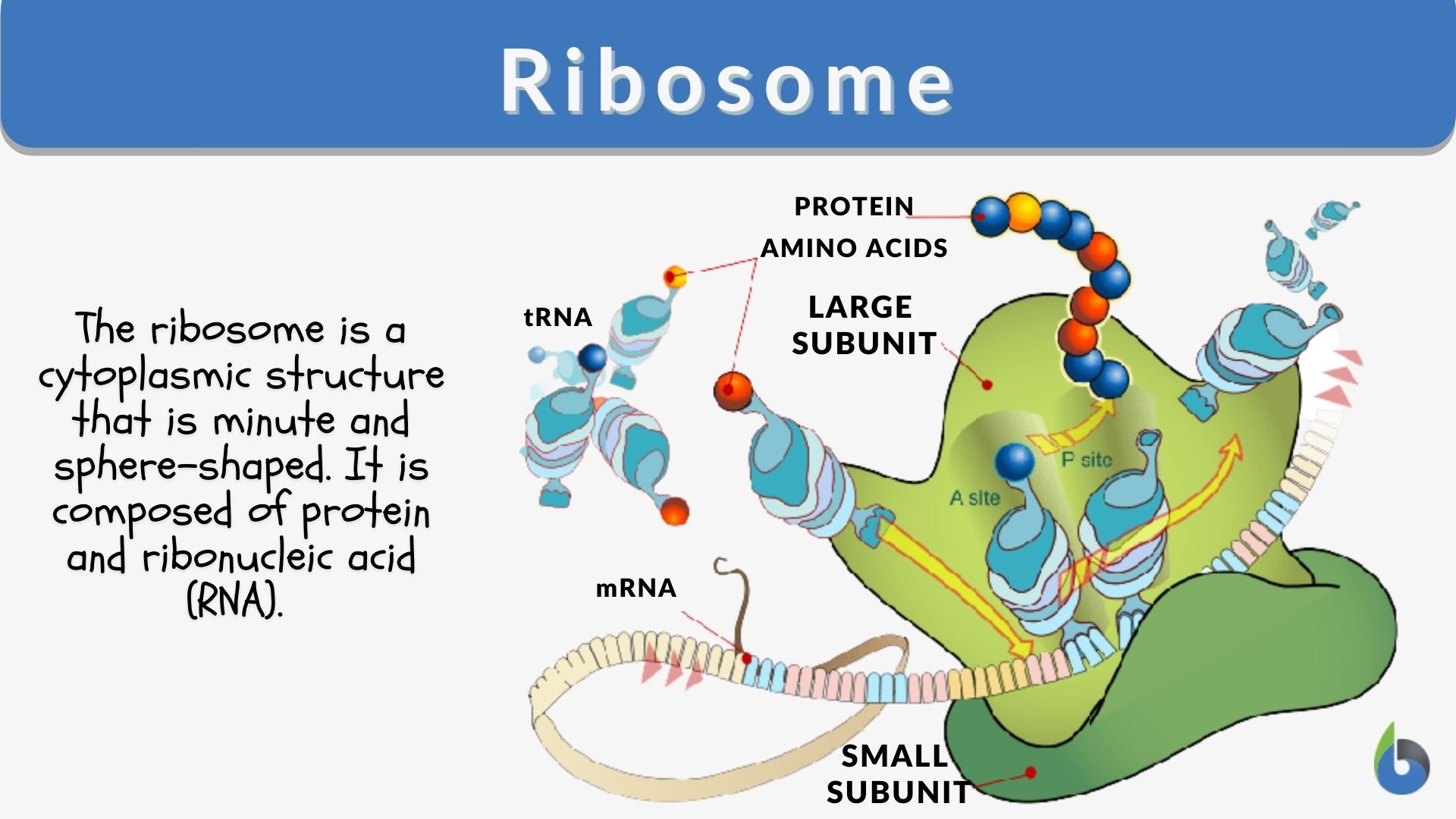 ribosomes in an animal cell