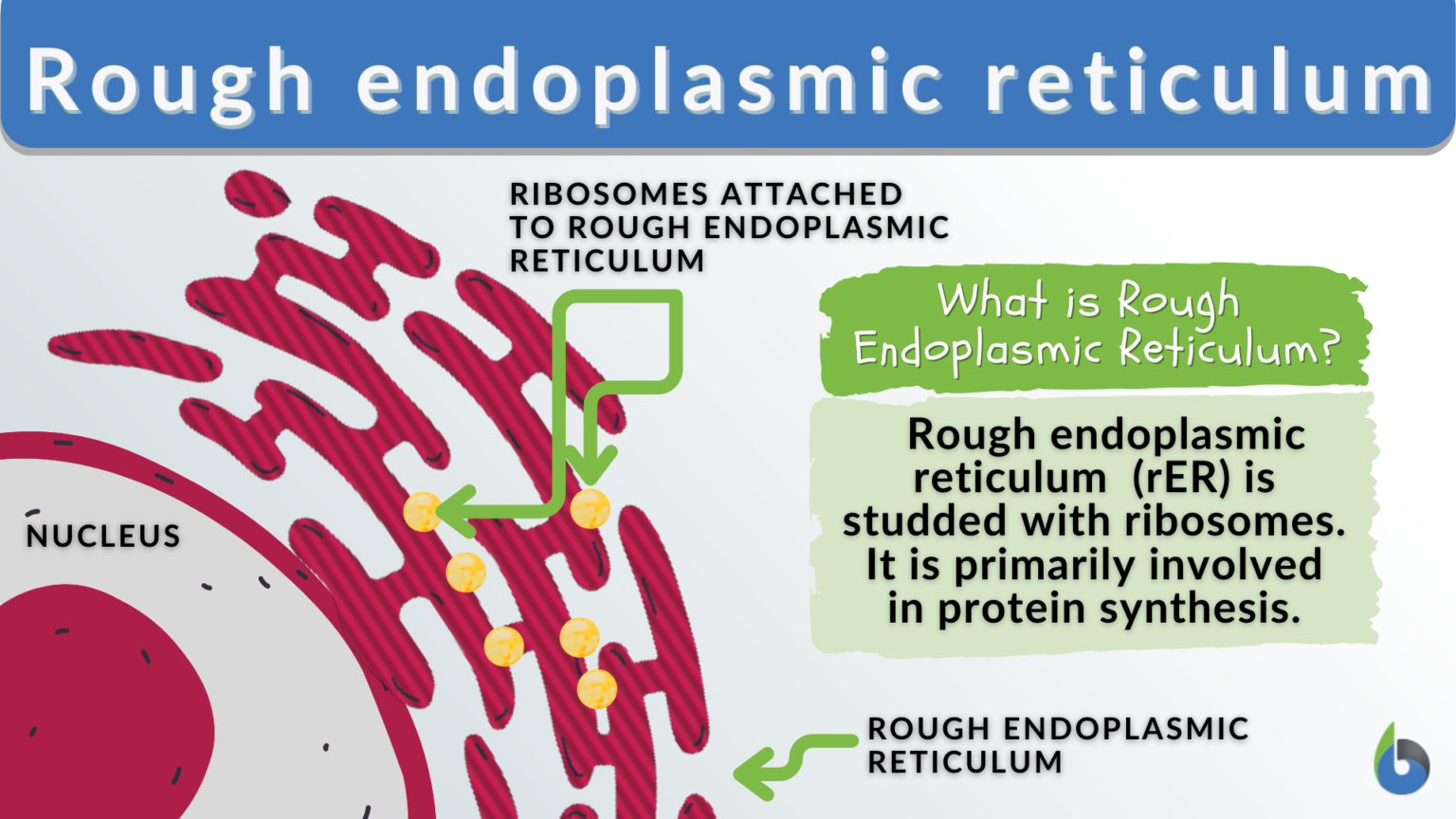 Rough Endoplasmic Reticulum Definition And Examples Biology Online 