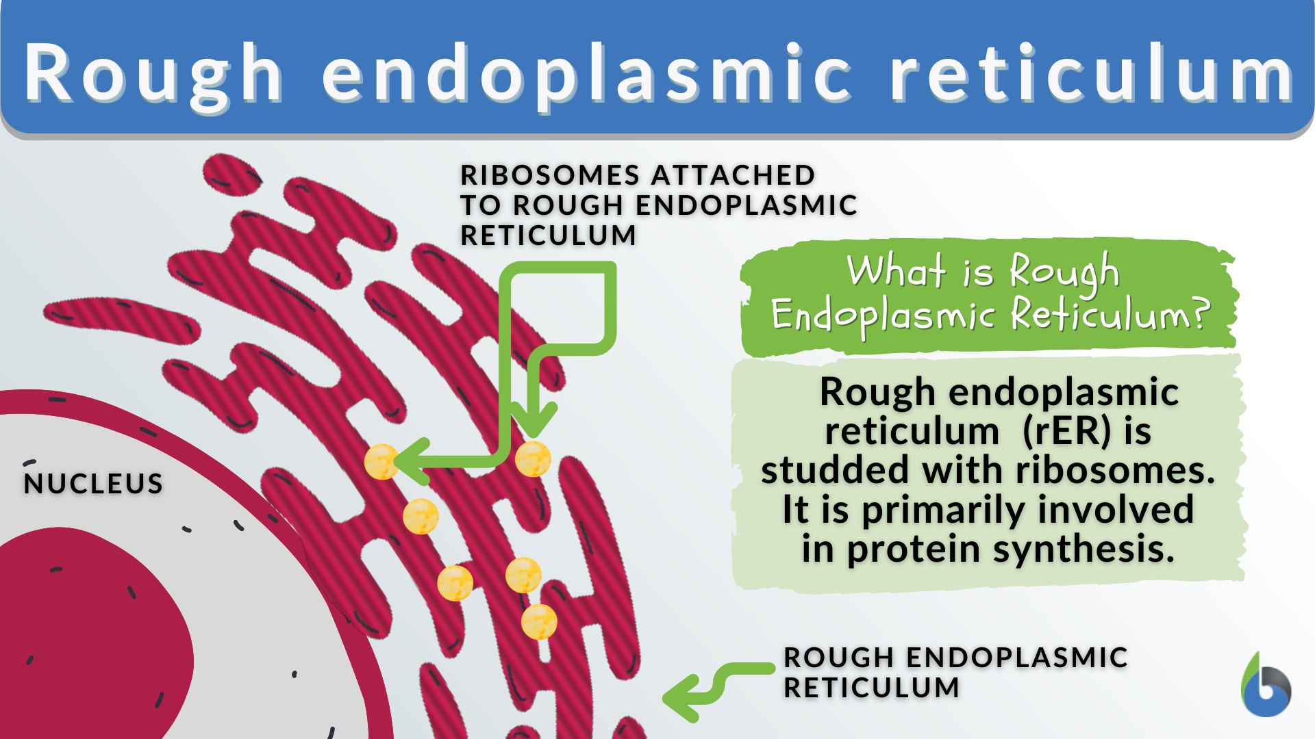 rough endoplasmic reticulum