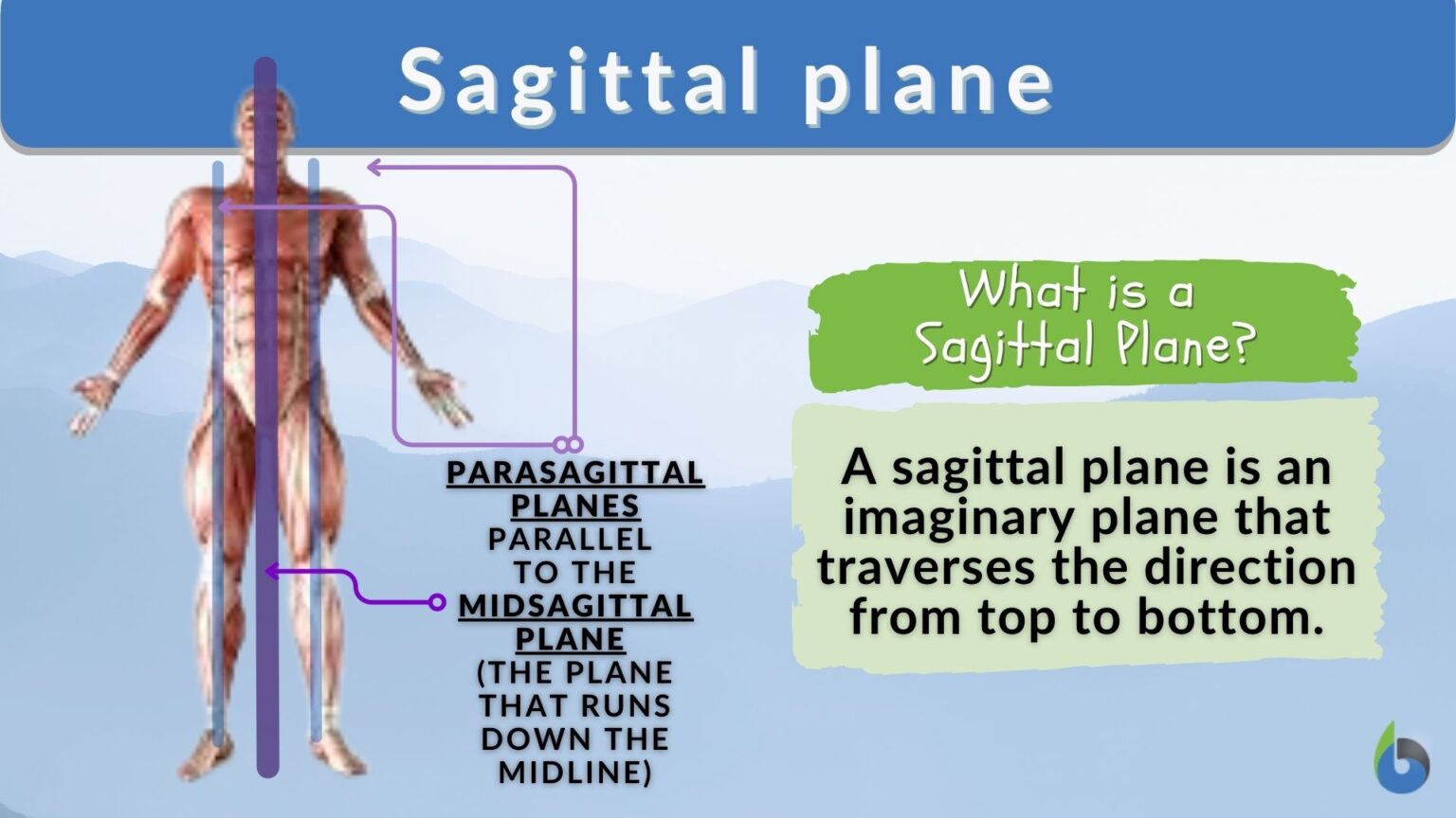 Sagittal Plane Definition And Examples Biology Online Dictionary