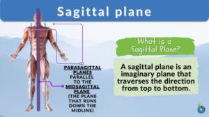 Sagittal plane - Definition and Examples - Biology Online Dictionary