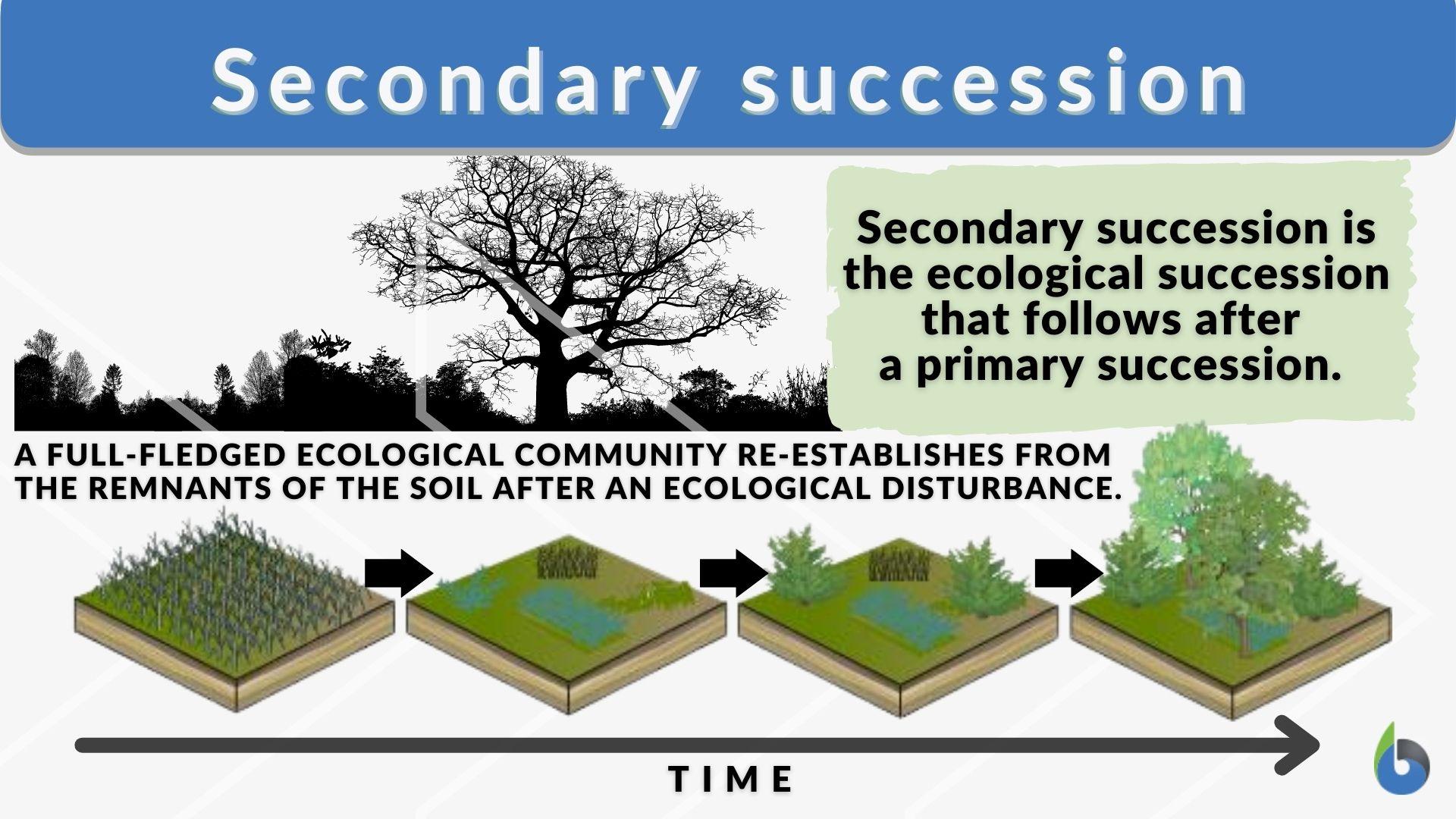 Secondary Succession Definition And Examples Biology Online Dictionary