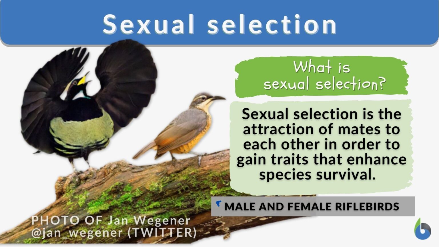 Sexual Selection Definition And Examples Biology Online Dictionary 6081