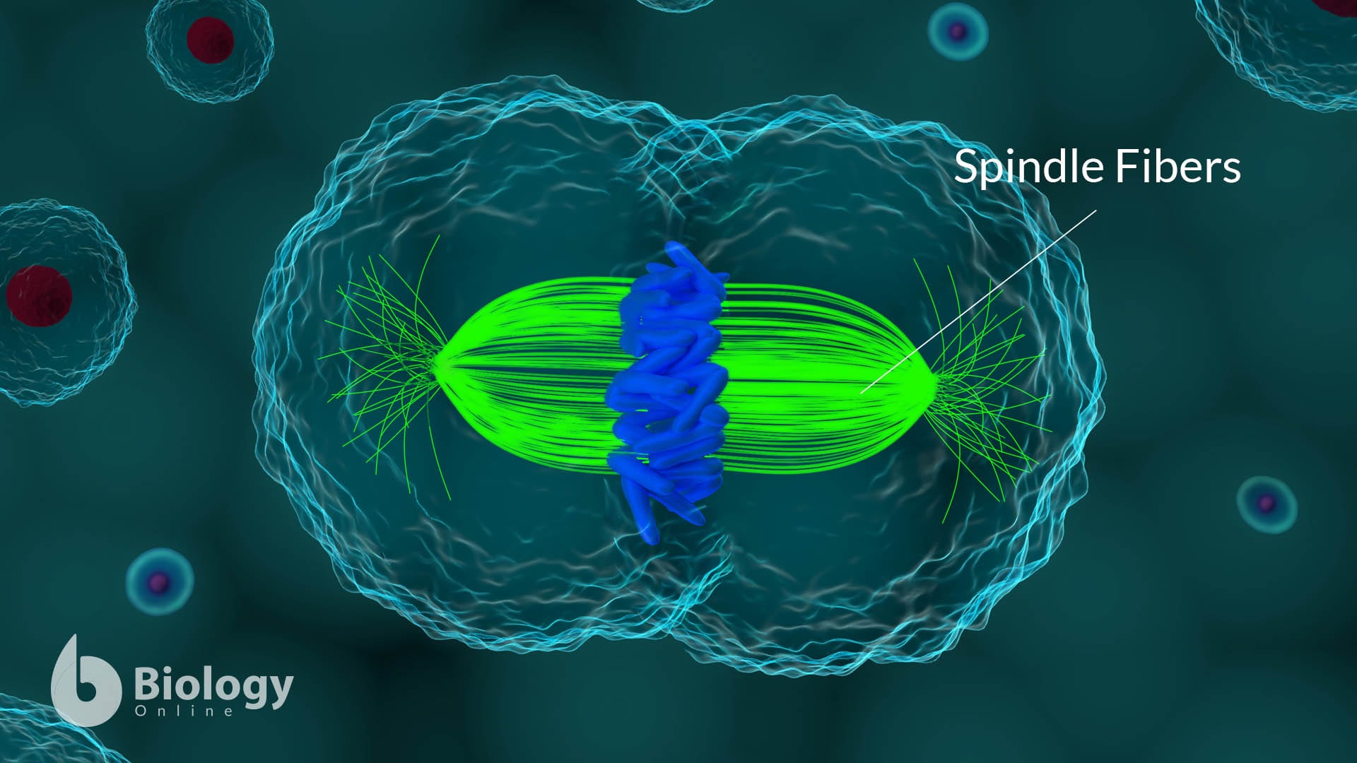spindle microtubules