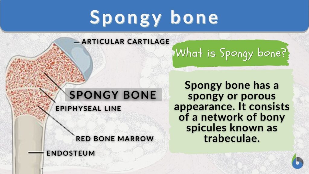 spongy-bone-definition-and-examples-biology-online-dictionary