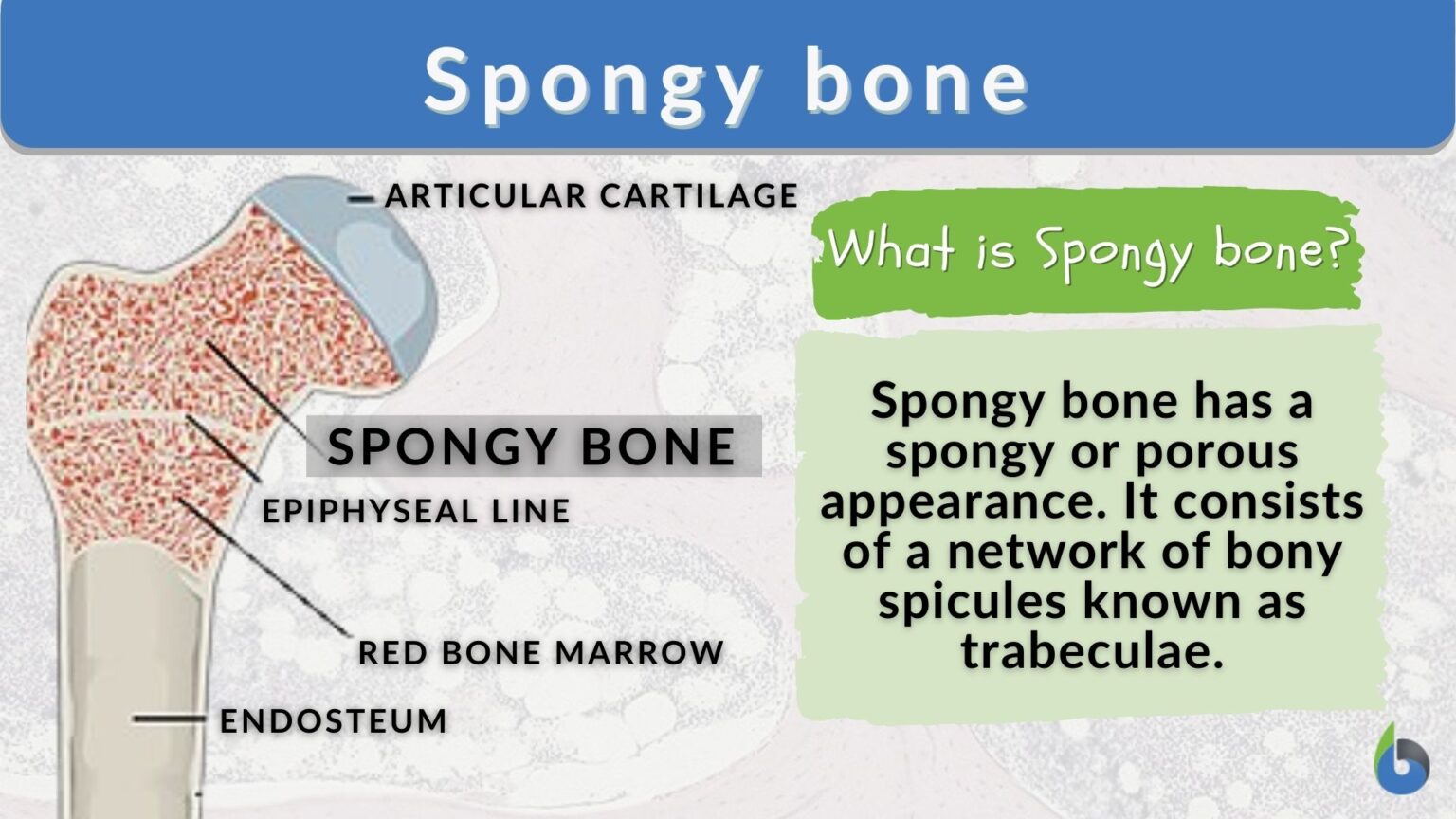 Spongy bone Definition and Examples Biology Online Dictionary