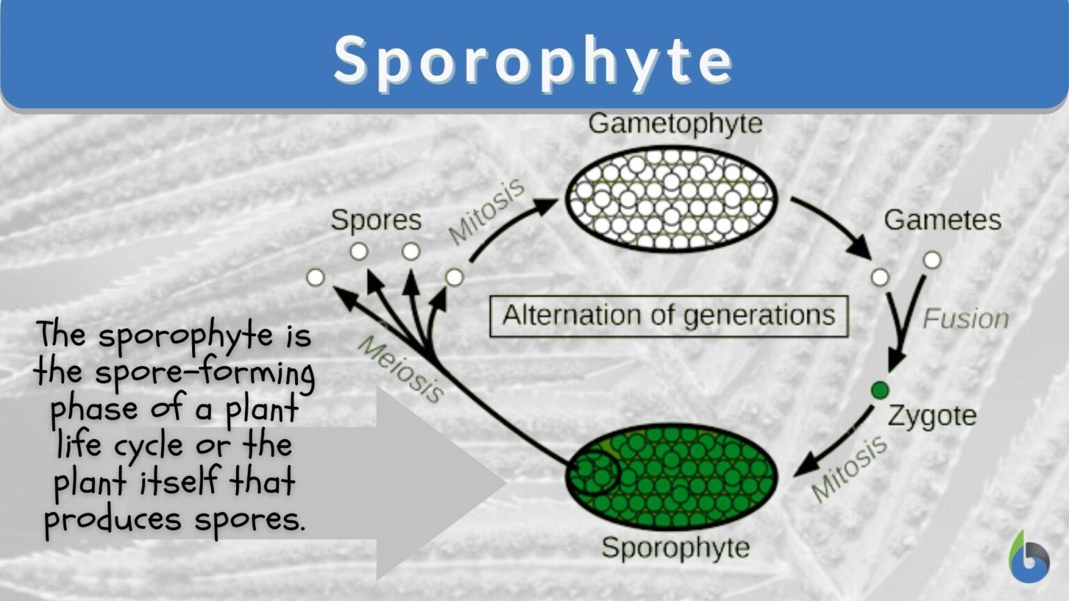 Sporophyte Definition And Examples Biology Online Dictionary