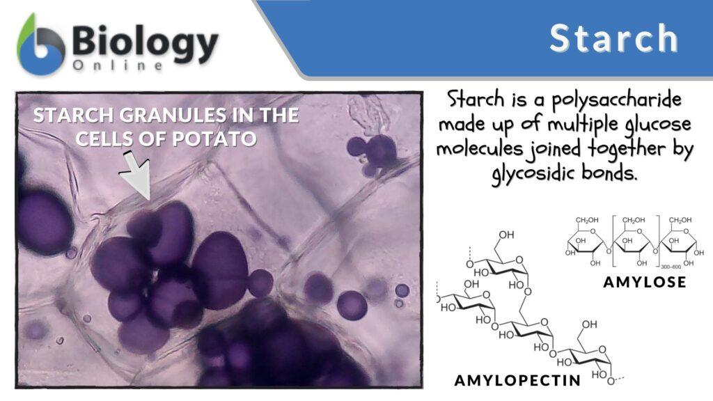 What Does Animal Starch